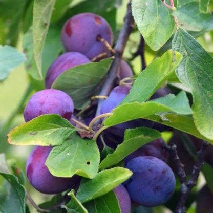 ▪️FRAGRANCE DESCRIPTION - Kakadu Plum