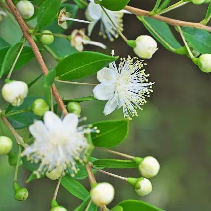 ▪️FRAGRANCE DESCRIPTION - Lemon myrtle